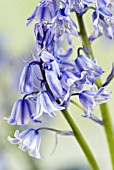 HYACINTHOIDES HISPANICA EXCELSIOR