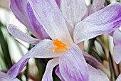 CROCUS VERNUS VANGUARD