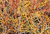 HAMAMELIS X INTERMEDIA HARLOW CARR AND CORNUS SANGUINEA MIDWINTER FIRE