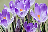 CROCUS VERNUS VANGUARD