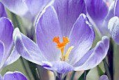 CROCUS VERNUS VANGUARD