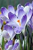 CROCUS VERNUS VANGUARD