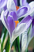 CROCUS VERNUS VANGUARD