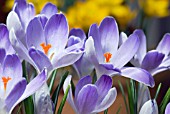 CROCUS VERNUS VANGUARD