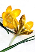 CROCUS ETRUSCUS ZWANENBURG BRONZE