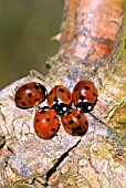 LADYBIRDS IN EARLY SPRING