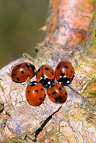 LADYBIRDS_IN_EARLY_SPRING