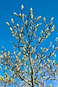 BUDS ON MAGNOLIA SOULANGEANA BURGUNDY IN EARLY SPRING