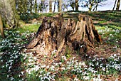 SNOWDROPS IN WOODLAND