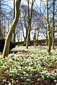 SNOWDROPS IN WOODLAND