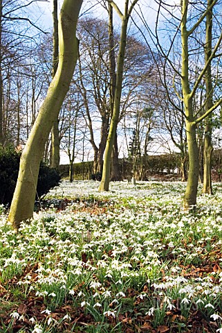 SNOWDROPS_IN_WOODLAND