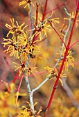 HAMAMELIS X INTERMEDIA HARLOW CARR AND CORNUS SANGUINEA MIDWINTER FIRE