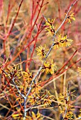 HAMAMELIS X INTERMEDIA HARLOW CARR AND CORNUS SANGUINEA MIDWINTER FIRE