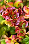 LEUCOTHOE AXILLARIS CURLY RED