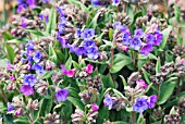 PULMONARIA BLUE ENSIGN