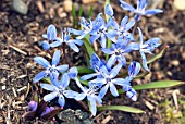 SCILLA BIFOLIA