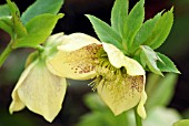 HELLEBORUS X HYBRIDUS HARVINGTON SPECKLED YELLOW