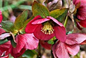 HELLEBORUS HARVINGTON RED