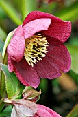 HELLEBORUS X HYBRIDUS HARVINGTON RED