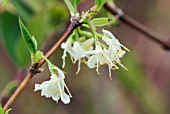 LONICERA X PURPUSII WINTER BEAUTY