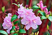 RHODODENDRON PRAECOX