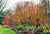 LATE WINTER BORDER AT HARLOW CARR GARDENS