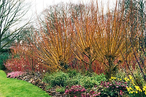 LATE_WINTER_BORDER_AT_HARLOW_CARR_GARDENS