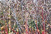 SALIX ACUTIFOLIA BLUE STREAK AND CORNUS SANGUINEA MIDWINTER FIRE IN LATE WINTER