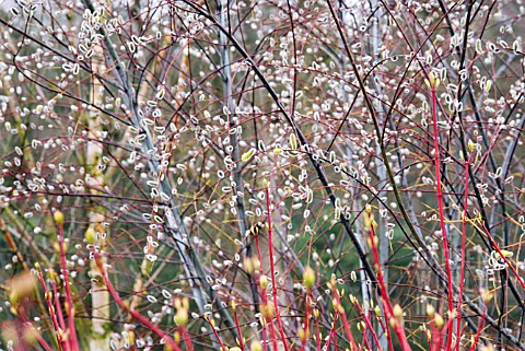 SALIX_ACUTIFOLIA_BLUE_STREAK_AND_CORNUS_SANGUINEA_MIDWINTER_FIRE_IN_LATE_WINTER