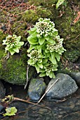 PETASITES JAPONICUS