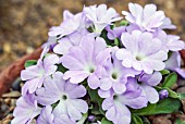 PRIMULA ALLIONI TRANQUILITY