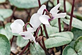 CYCLAMEN COUM MAURICE DRYDEN