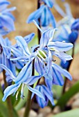 SCILLA SIBIRICA SPRING BEAUTY