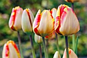 TULIPA OLYMPIC FLAME