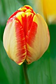 TULIPA OLYMPIC FLAME