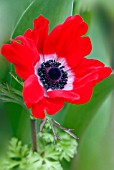 ANEMONE CORONARIA HOLLANDIA