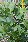 OVERWINTERED BROAD BEAN AQUADULCE CLAUDIA IN SPRING