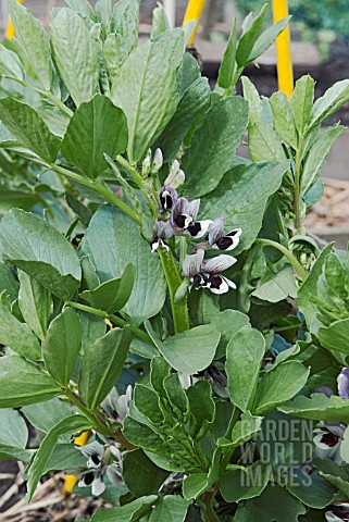 OVERWINTERED_BROAD_BEAN_AQUADULCE_CLAUDIA_IN_SPRING