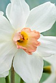 NARCISSUS BELLSONG