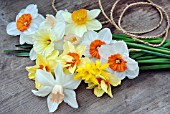 FRESHLY- PICKED NARCISSUS