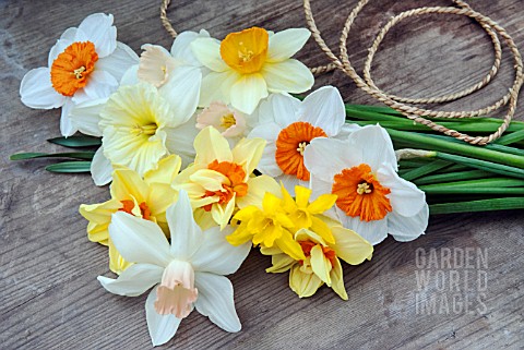 FRESHLY_PICKED_NARCISSUS