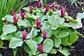 TRILLIUM CHLOROPETALUM