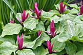 TRILLIUM CHLOROPETALUM