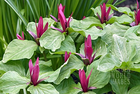 TRILLIUM_CHLOROPETALUM