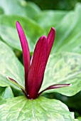 TRILLIUM CHLOROPETALUM