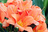 CLIVIA WESTONBIRT PERFECTION