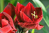 HIPPEASTRUM BLACK PEARL