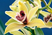 CYMBIDIUM HIGHLAND WOOD CHELSEA GREEN