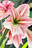 AMARYLLIS  NAUGHTY GIRL