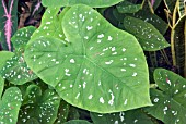 CALADIUM BICOLOUR